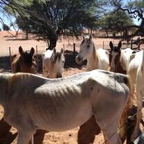 Horse Rescue