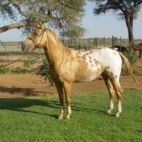 Hunters Dream, breeding stallion 