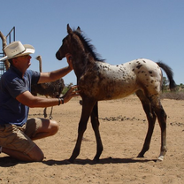 Martin with horse