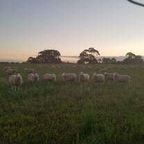 The Lincoln sheep