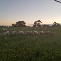 The Lincoln sheep