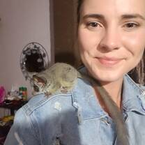 Bush baby