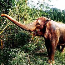 Jungle Conservation