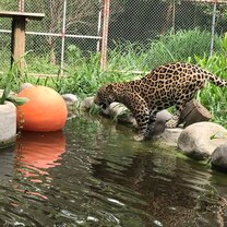 jaguars 