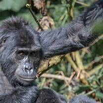 Gorilla Trekking in Uganda