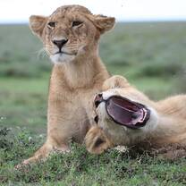 Cub lions on the Serengeti National Park