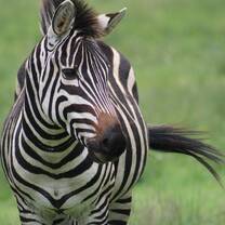 Zebra on the grass plains of the Serengeti National Park