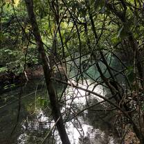 Jungle Photo