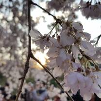 Sakura (cherry blossom)