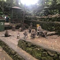 Monkey forest