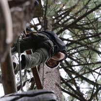 looking up a tree to see guy in harness looking down from a vertical play pen