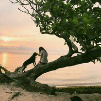 A girl and a dog sitting on a tree on the beach during sunset.