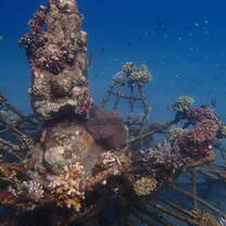 Coral Goddess Bali