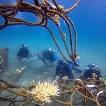 Diving