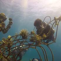 Planting the coral