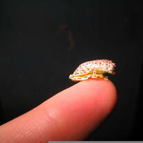 Tiny frog 