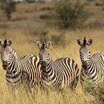 African fauna