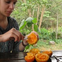 Scarifying seeds  Seeds