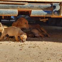 Veterinary volunteer opportunities