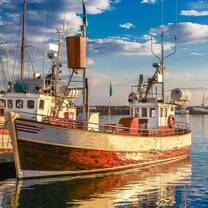 Whale Watching Opportunities