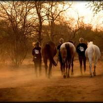Strolling with horses