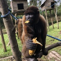 Chorongos in Yanacocha