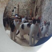 Help look after rescued cats 
