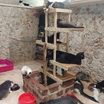 Cats enjoying their new temporary home before adoption