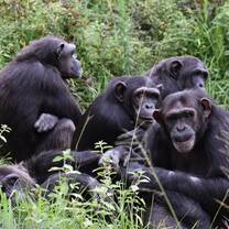 group