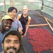 Carefully selected coffee beans  Coffee harvest
