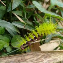 Cool little caterpillar 