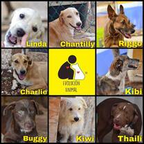 Volunteer in  shelter for rescued dogs