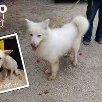 Help change an animal's life