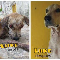 Helping rescued street dogs