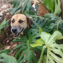 A dog enjoying his new home in one of our animal centres for volunteers