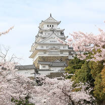 Himeji Castle in front of blooming pink cherry trees in Hyogo, Japan