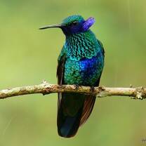 Humming bird 