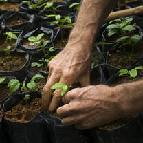 Seedlings in the nursery 