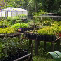 Forest nursery  Forest tree nursery