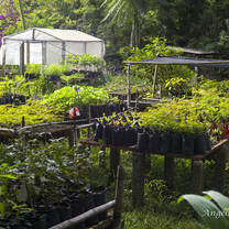 Forest tree nursery 