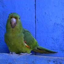 Cool parrot 