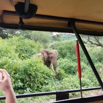 Throughout our two days of Safari in Lake Manyara National Park and Tarangire National Park, we saw many animals in their natural habitats; including plenty of elephants!