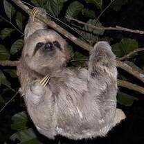 Cool sloth 