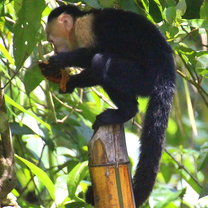 White Throated Capuchin enjoying spoils from our compost