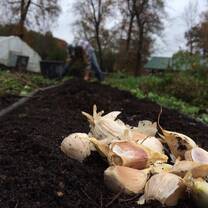 Planting garlic cloves in the Fall
