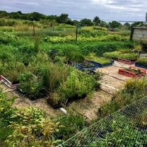 native plant nursery where much of the volunteer work took place