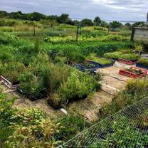 native plant nursery where much of the volunteer work took place