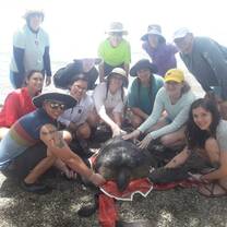 One of the turtles that we caught and conducted an analysis of.