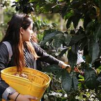 IU Students harvesting coffee beans on local farm