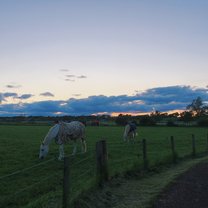 Horses out at pasture in the evening